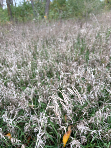 Bromus inermis observed 2026-10-25