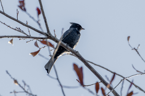 Phainopepla