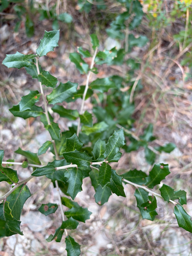 Quercus virginiana, 2026-10-25