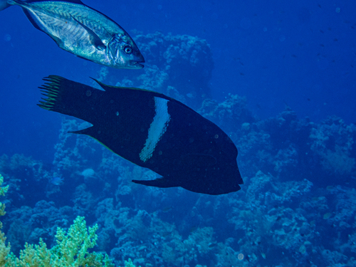 Coris aygula observed 2026-10-19