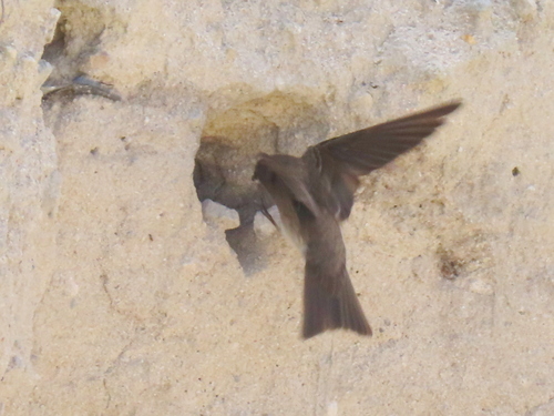 Riparia paludicola observed 2026-10-13