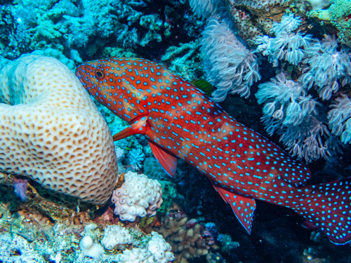 Cephalopholis miniata observed 2026-10-19
