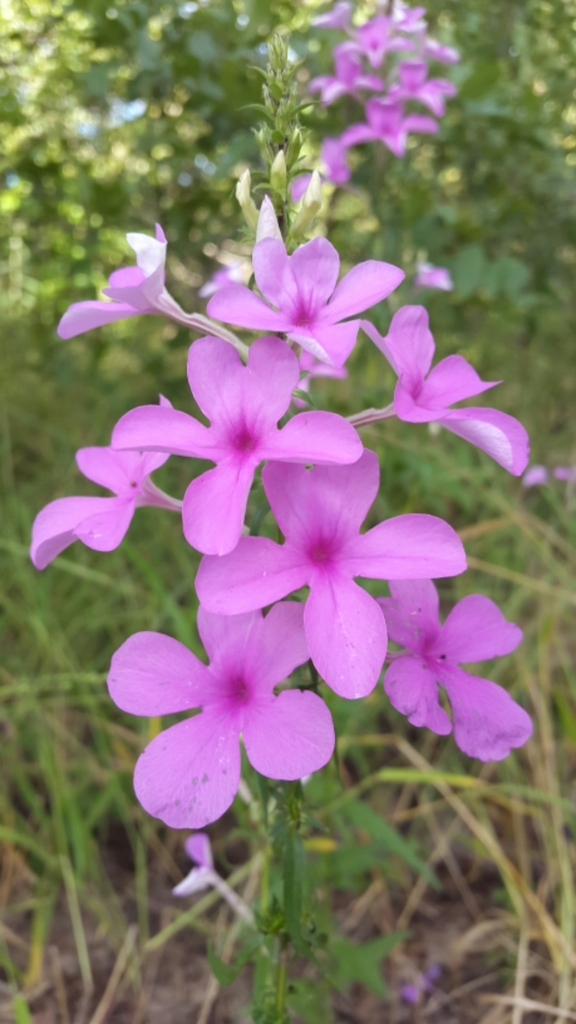Cycnium cameronianum