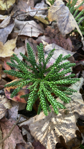Dendrolycopodium obscurum observed 2026-10-25
