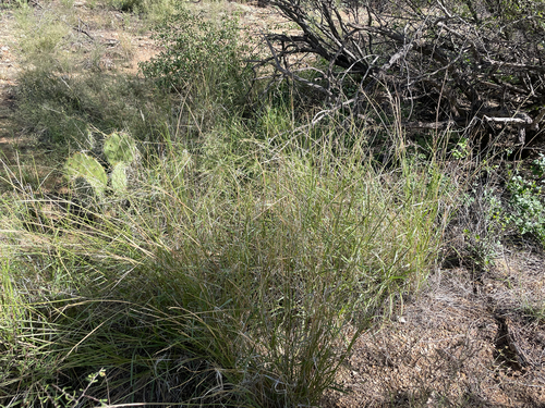 Sand Dropseed