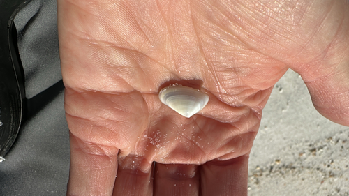 Donax variabilis, 2026-10-25