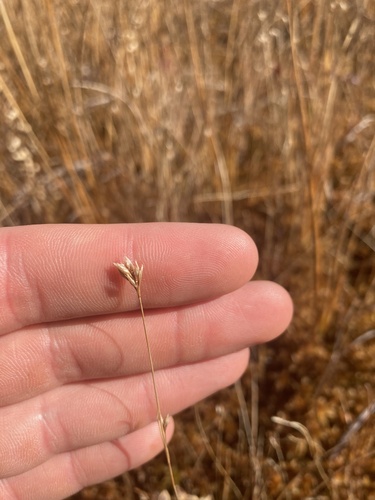 Rhynchospora alba observed 2026-10-23