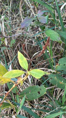 Persicaria amphibia, 2026-10-25