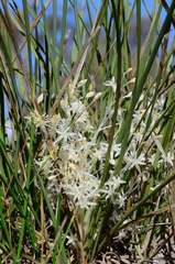 Lomandra effusa