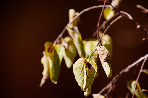netleaf hackberry