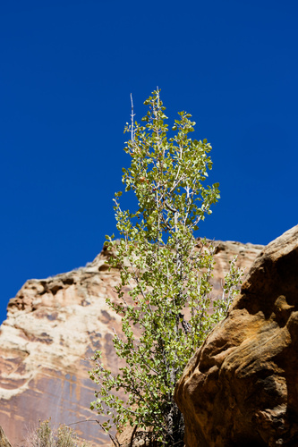 Fraxinus anomala observed 2026-10-23