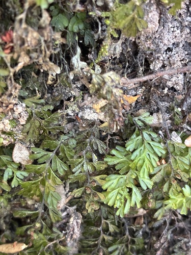 Hymenophyllum tunbrigense observed 2026-10-25