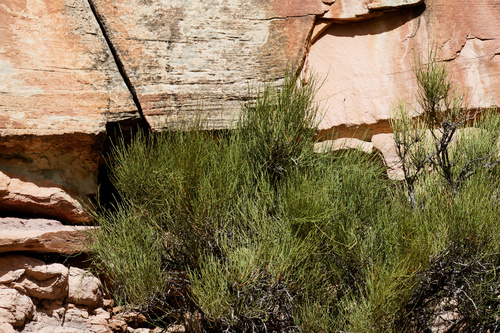 Ephedra nevadensis observed 2026-10-23