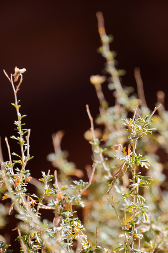 Apache plume