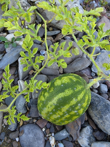 Citrullus lanatus observed 2026-10-25
