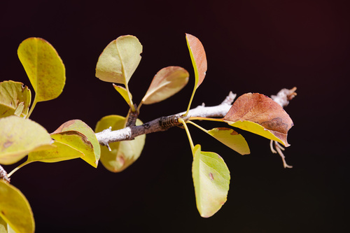Fraxinus anomala observed 2026-10-23