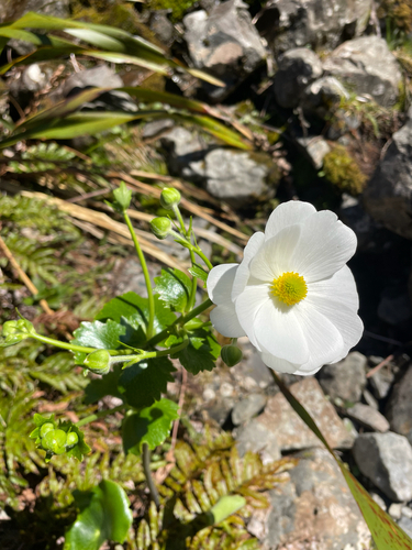 Ranunculus lyallii observed 2026-10-24