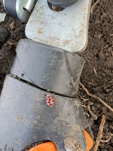 Spotted Pink Lady Beetle