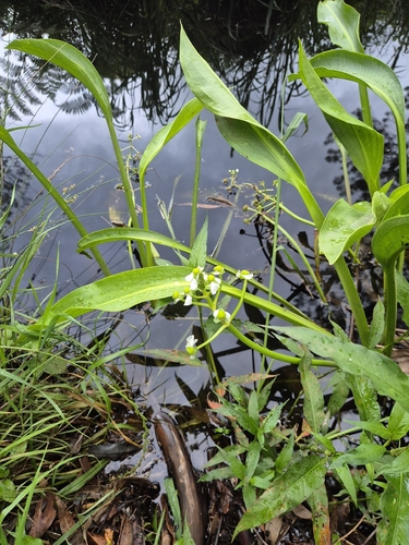 Sagittaria graminea observed 2026-10-26