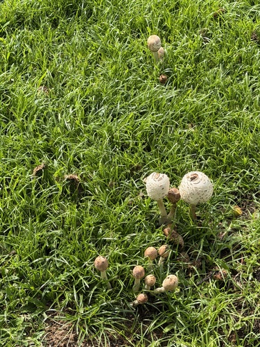 Lepiota observed 2026-10-25