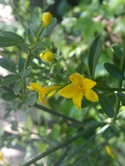 Chrysojasminum