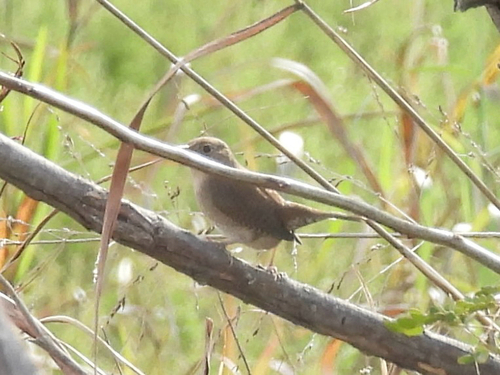 Northern House Wren