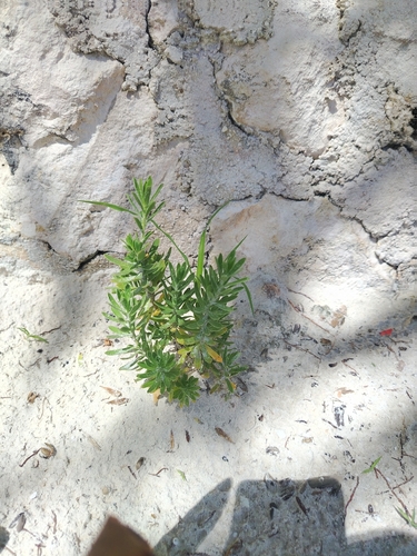 Suriana maritima observed 2026-10-25