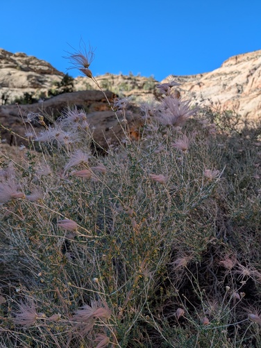 Apache plume