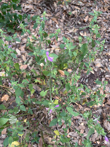Dicliptera observed 2026-10-25