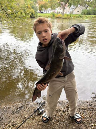 Channel Catfish
