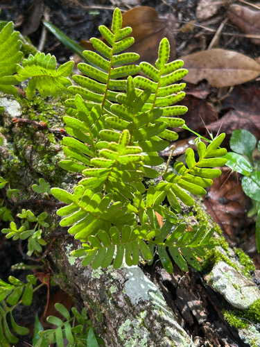 Pleopeltis polypodioides observed 2026-10-25