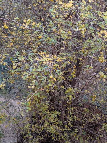 Amelanchier alnifolia, 2026-10-23
