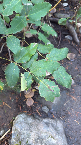 Mahonia repens, 2026-10-25