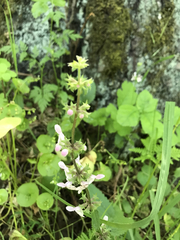 Stachys rigida rigida