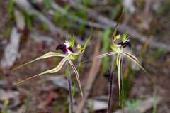 Caladenia tensa