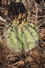 Ferocactus herrerae