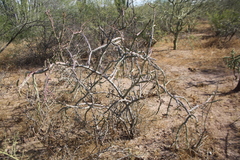 Cylindropuntia thurberi