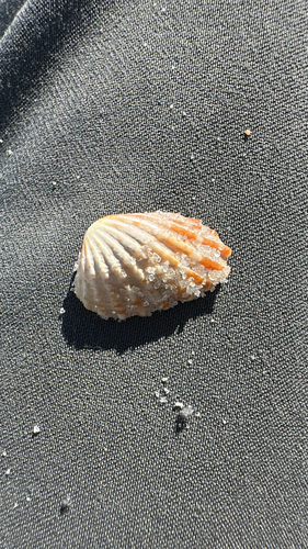 Cardita observed 2026-10-25