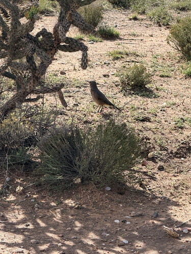 Curve-billed Thrasher