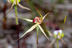 Caladenia lowanensis