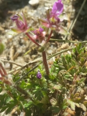 Erodium cicutarium