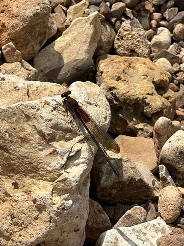 American Rubyspot