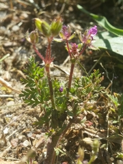 Erodium cicutarium