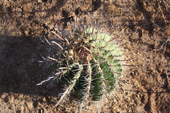 Ferocactus herrerae