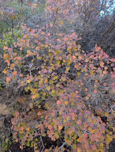 Amelanchier alnifolia, 2026-10-23