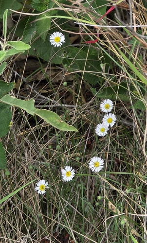 Plains fleabane