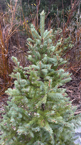 Picea glauca observed 2026-10-25