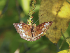 Euthalia monina monina