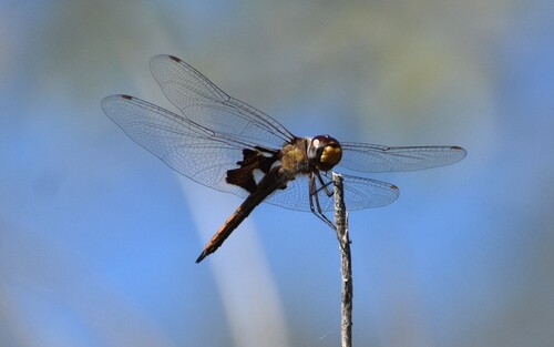Red Saddlebags