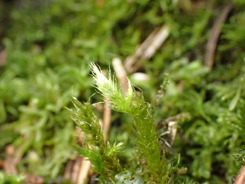 Brachythecium glareosum observed 2026-10-24